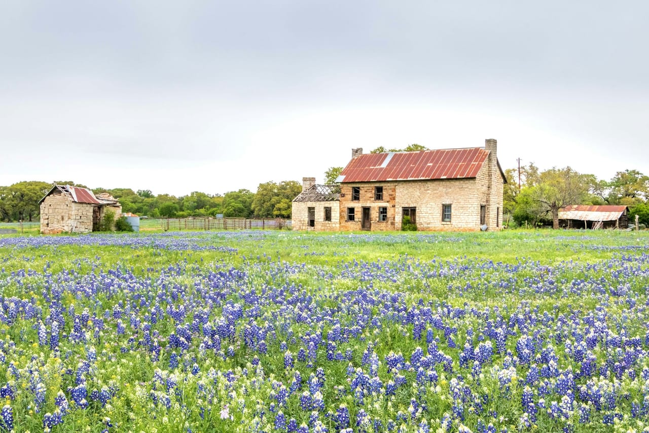 A field of Texas bluebonnets in front of an old stone farmhouse in the Hill Country
